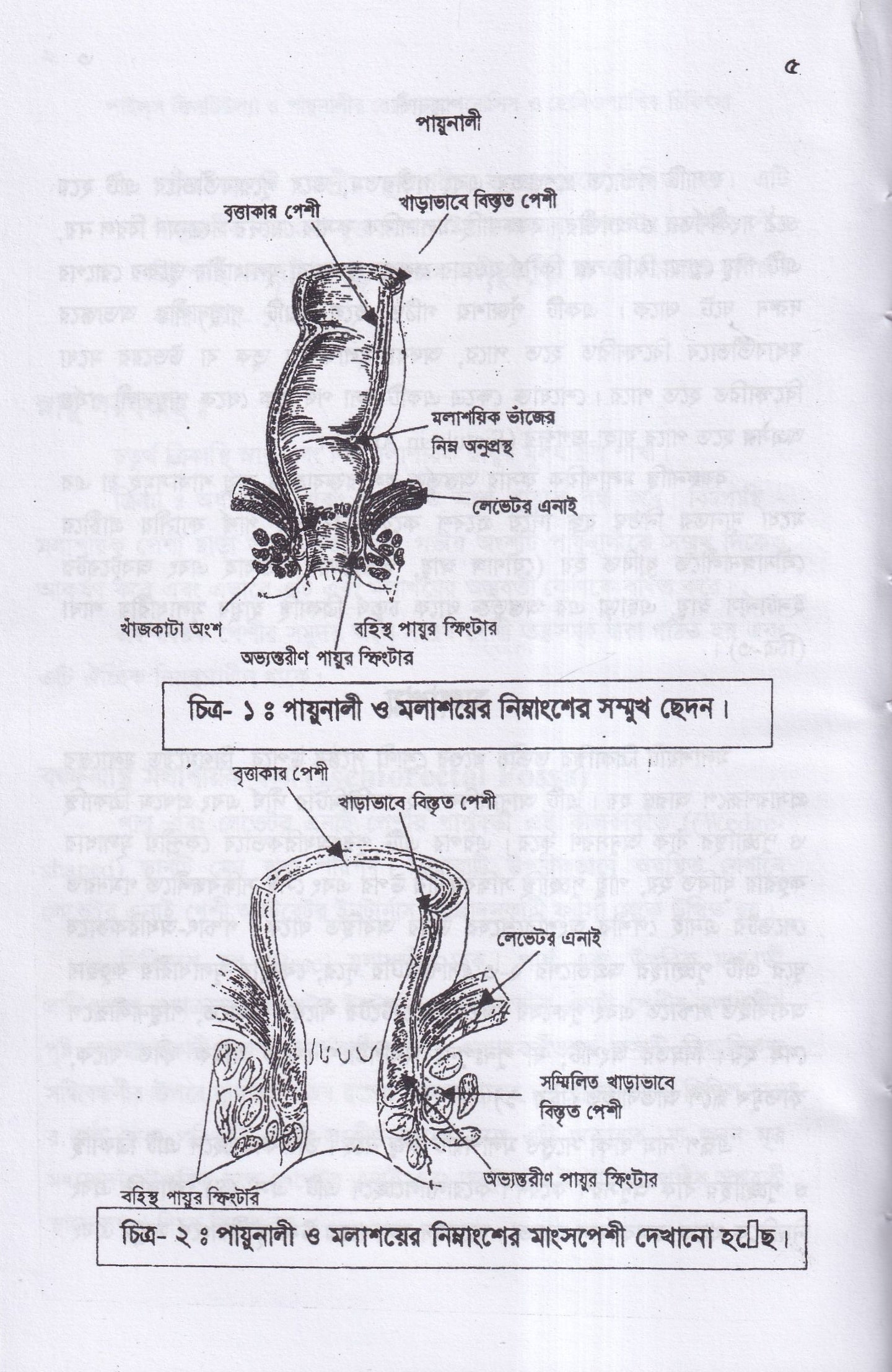 পাইলস ফিসটিউল্যা ও পায়ুনালীর রোগ (ডায়াগনোসিস ও হোমিওপ্যাথিক চিকিৎসা)