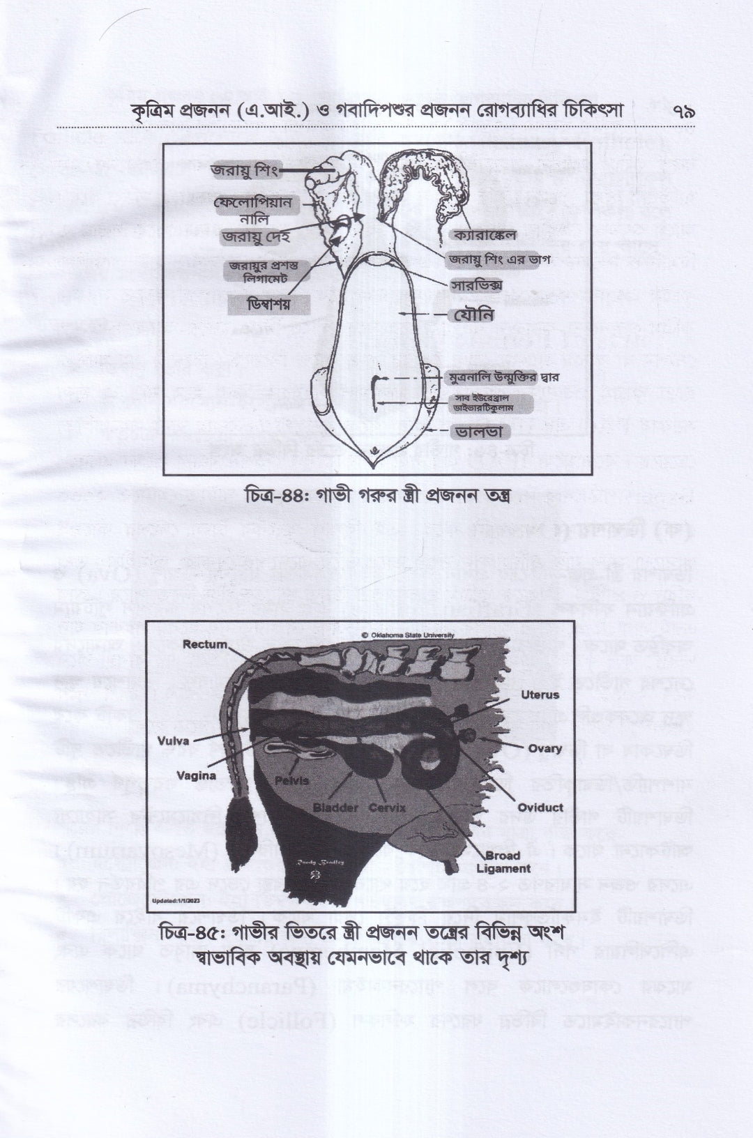 কৃত্রিম প্রজনন ( এ.আই) ও গবাদিপশুর প্রজনন রোগব্যাধির চিকিৎসা