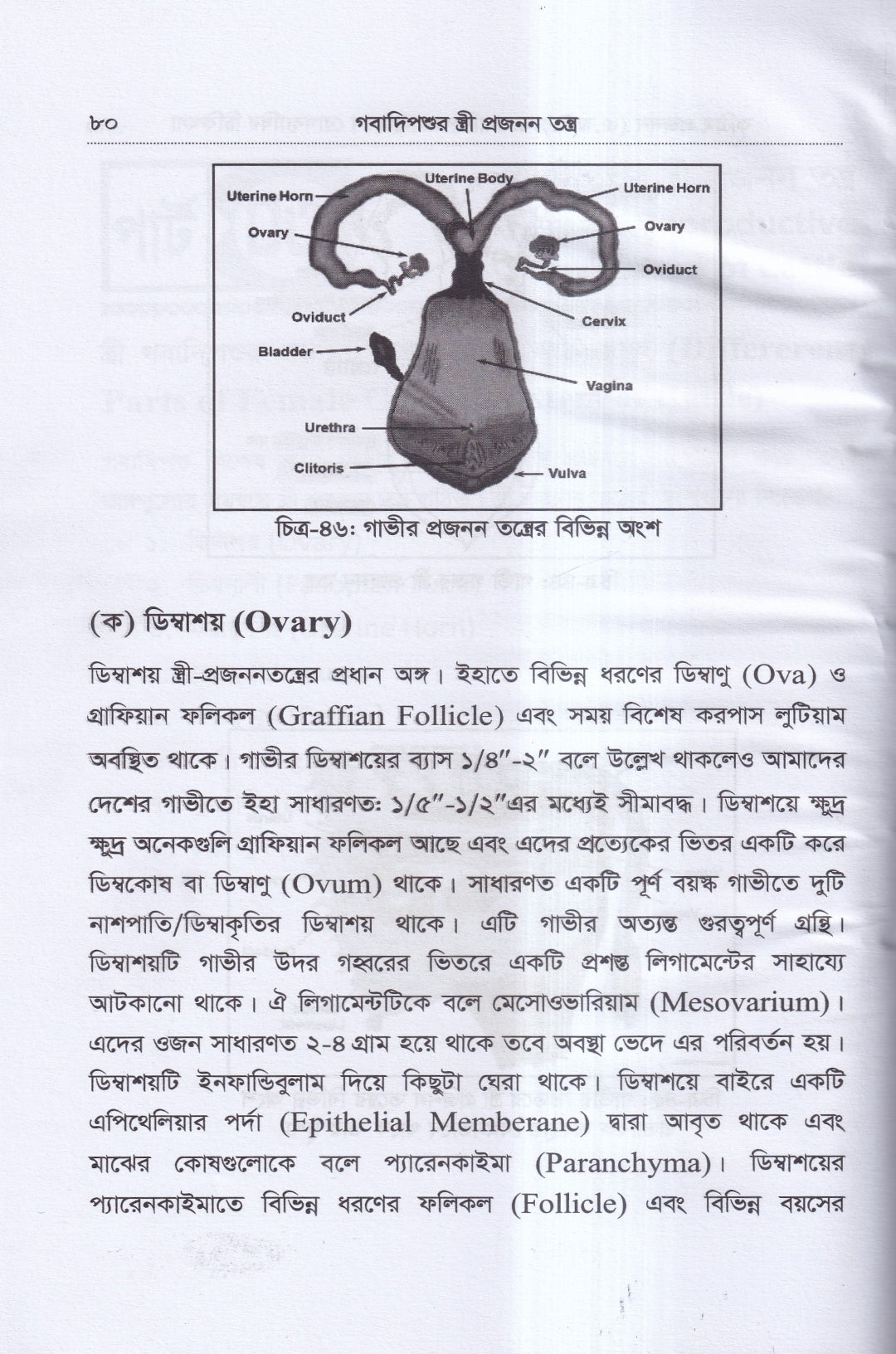 কৃত্রিম প্রজনন ( এ.আই) ও গবাদিপশুর প্রজনন রোগব্যাধির চিকিৎসা