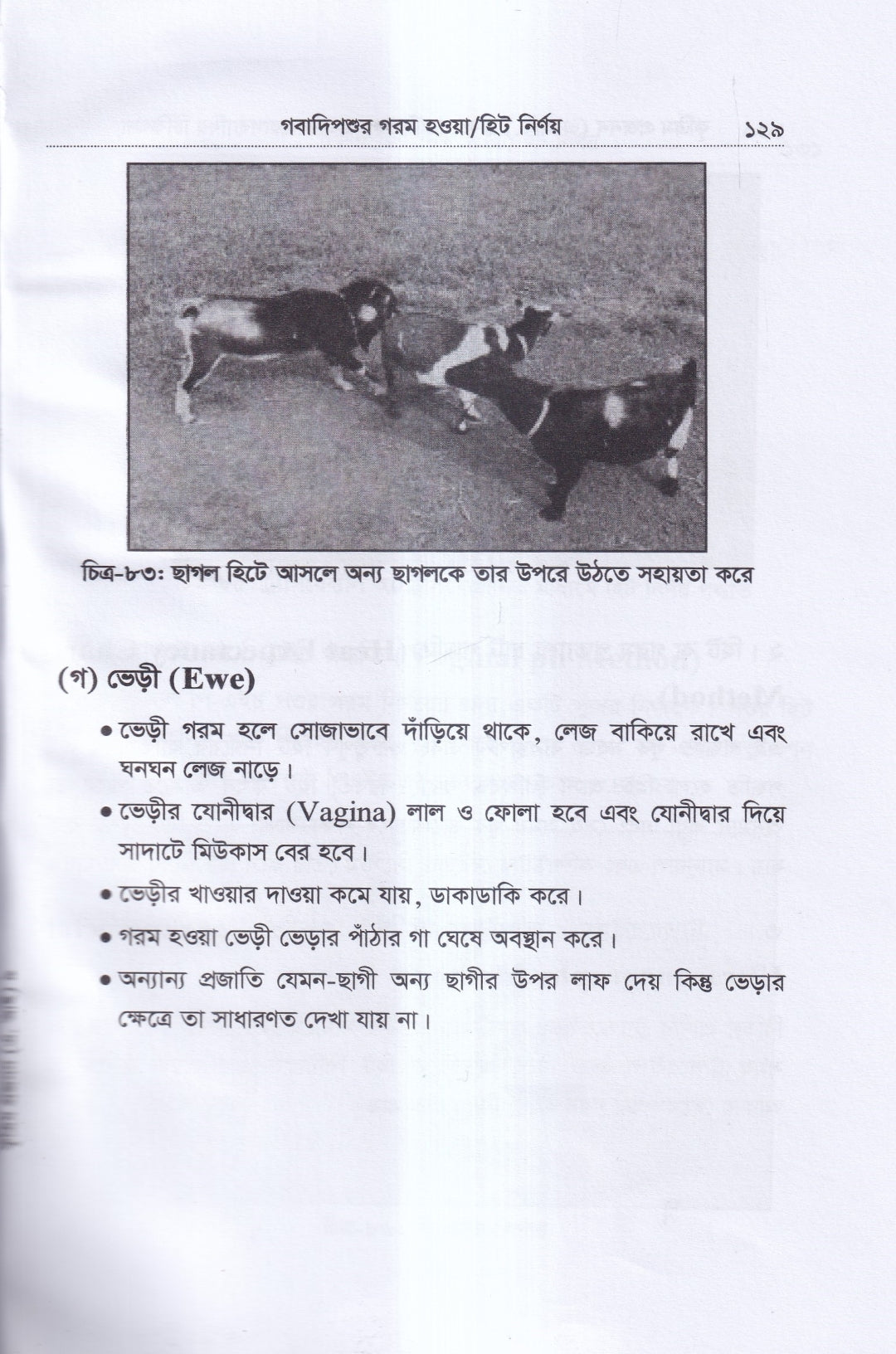 কৃত্রিম প্রজনন ( এ.আই) ও গবাদিপশুর প্রজনন রোগব্যাধির চিকিৎসা