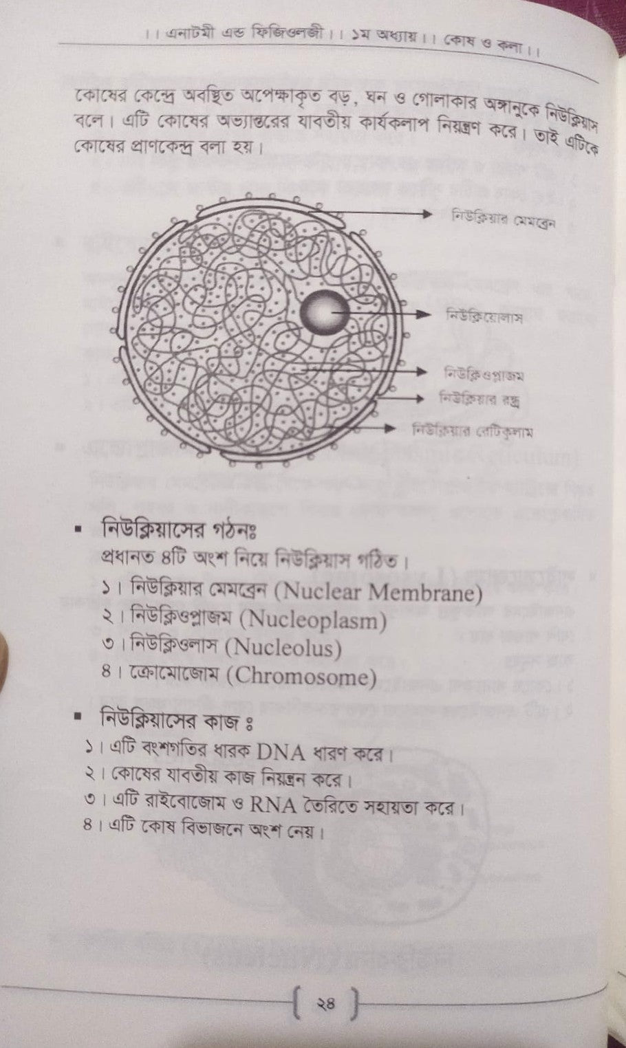 প্যারামেডিক্স