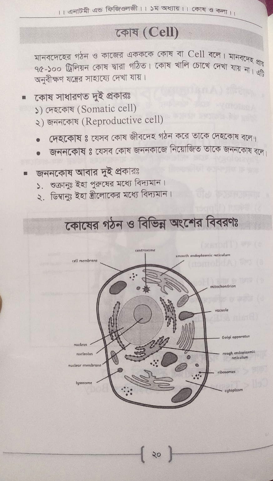 প্যারামেডিক্স